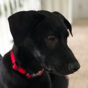 Meet your Posher, Sorrell